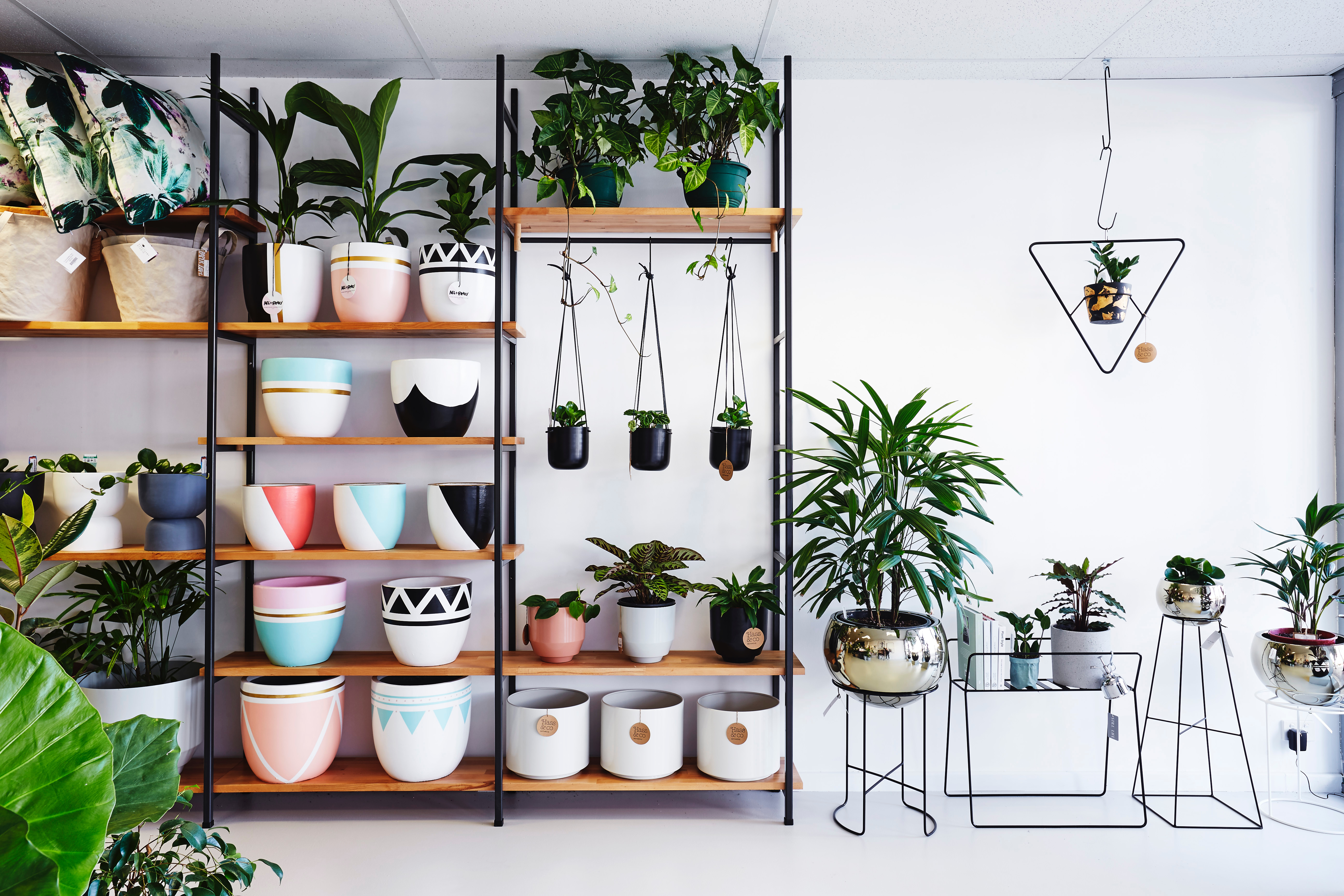 Indoor plant heaven in Leederville, Perth WA